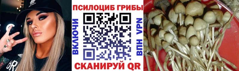 Купить где  Михайловск  Галлюциногенные грибы Cubensis 